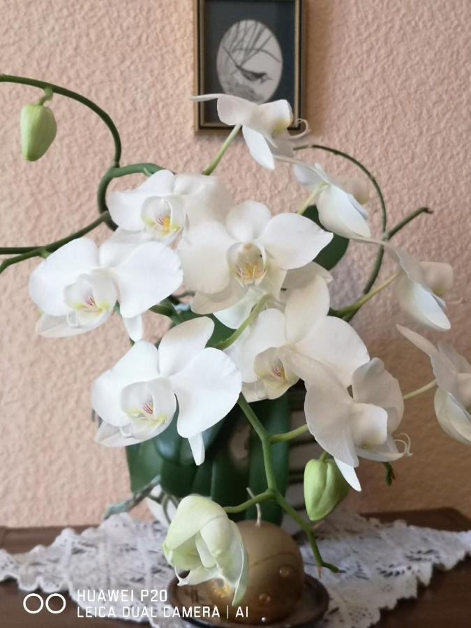 Dvinumajas Vintage B&B Balvi Ngoại thất bức ảnh